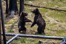 Closeup Of Two Baby Grizzly Bears Playing On The Yellowing Grass, Tree Trunks Near