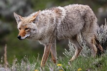 Side Closeup Of A Coyote Walking On The Grass With Blurred Background