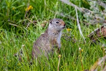 Side Closeup Of A Uinta Ground Squirrel In The Green Grass