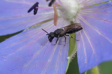 Poster - Macro shot of a Yellow masked solitary bee on a blue Geranium flower