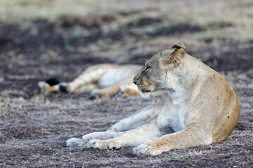 Poster - Lioness lying on the grass in Lewa Conservancy, Kenya on a sunny day with blur background