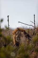 Poster - Male lion hiding in the bushes in Lewa Conservancy, Kenya