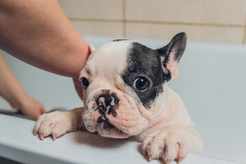 French bulldog at grooming salon having bath.