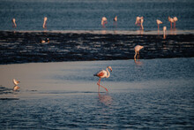 Group Of Pink Flamingos In Namibia	