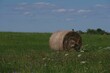 Hay bale in the green field