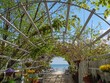Beach cafe adorned with plants in background of sea
