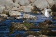 Closeup of a seagull standing on a rock on the shore