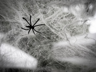 Close up artificial black spider on the white abstract messy web on black background. Halloween background concept.