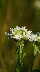 Poster - Vertical closeup of pretty white flowers in a shallow focus