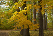 Ashe trees with golden yellow leaves