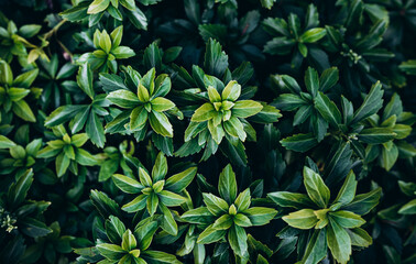 Japanese pachysandra or Pachysandra terminalis. Beautiful nature Green plant background.