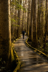 Wall Mural - Single Hiker Passes Over Boardwalk Through Marsh in Winter