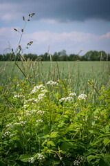 Wall Mural - White flowers growing next to rural road and crop field during spring time in Skåne Sweden