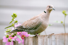 A Portrait Of A Collared Dove On A Wooden Garden Fence.
