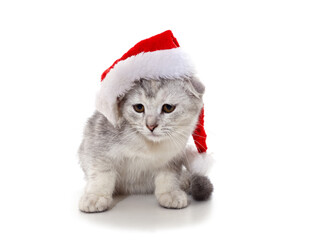 Canvas Print - Cat in a Christmas hat.