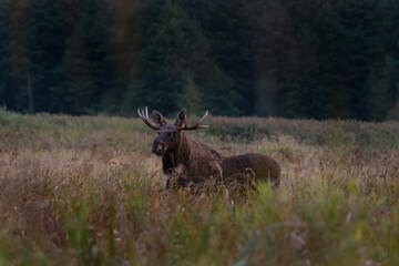 Wall Mural - Wild moose in the Biebrzanski national park. Bull off elk on the meadow. Autumn in Poland. 