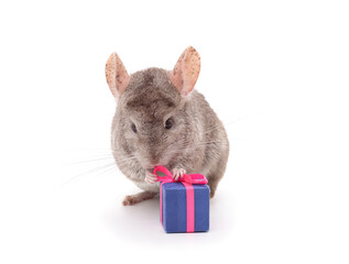 Wall Mural - One brown chinchilla with a gift.