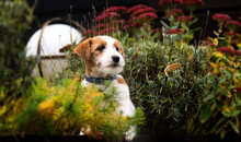 Jack Russell Puppy Sniffing Flowers