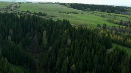 Wall Mural - Green fields with summer trees. Clip.Bird 's - eye view of huge forest trees and fields with grass and blue sky .