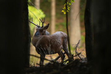 Poster - Red deer during rutting time. Deer in natural. Wildlife in Europe. Animals during autumn time. 