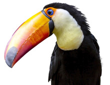 PNG Illustration With A Transparent Background Digital Portrait Of A Toucan