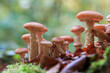 close up of a mushrooms