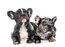 Puppies French Bulldog