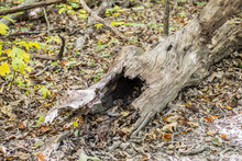 Hollow Fallen Tree Trunk