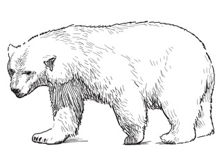outline drawing of walking polar bear