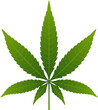 Hemp cannabis leaf