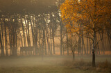 Fototapeta  - Jesienny mglisty poranek