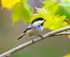black capped chickadee bird standing on the tree branch