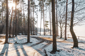 Poster - Winding dirt road in the sunny winter forest