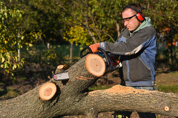 Wall Mural - sawing a tree trunk with a chainsaw. a lumberjack at work.