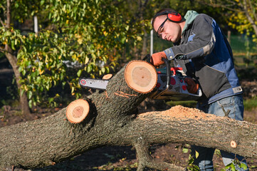 Wall Mural - a man saws wood with a chainsaw.