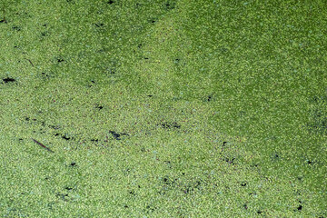 closeup of the aquatic plant Duckweed (Lemnoideae).