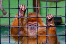 A Closeup Shot Of A Monkey In A Cage In A Zoo