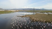 A Flock Of Flamingos Living In The Area Of High-voltage Wires. Flamingos Swimming In Polluted Waters