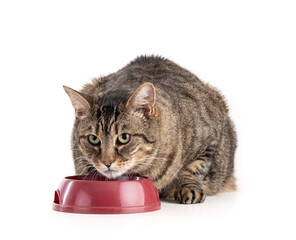 Wall Mural - Large European tabby cat in front of a bowl