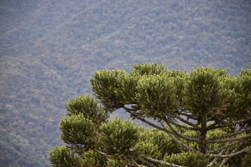 Wall Mural - Forest Eucalyptus Plantation Pine Tree 