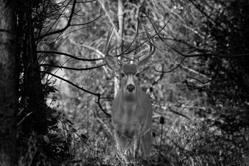 Wall Mural - A deer in the woods of Oregon