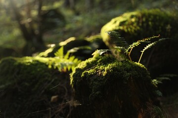 Wall Mural - beautiful view of moss and plant on ground under sunny light, closeup