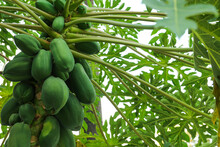 Unripe Papaya Fruits Growing On Tree Outdoors