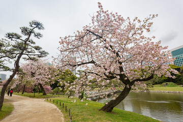 Wall Mural - Beautiful cityscape saw from Hamarikyu Gardens