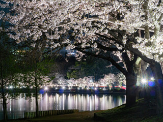 Wall Mural - Night view of the cherry blossom in Senba Lake