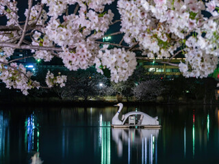 Wall Mural - Night view of the cherry blossom in Senba Lake