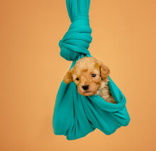 A Newborn Poodle Puppy Of Red Color Wrapped In A Green Cloth Is Hung In A Cocoon On A Green Background