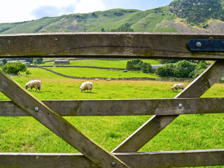 Canvas Print - British rural landscape rolling green fields