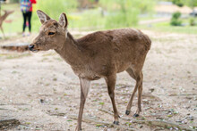 Closeup View Of A Young Japanese Sika Deer Wandering In The Park At Todaiji Buddhist Temple In Nara Japan