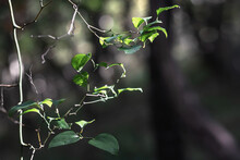 Ivy Twigs With Small Green Leaves, Illuminated By Sunlight. A Green Ivy Leaf On A Dark Blurry Background. Green Ivy Leaves With White Veins Grow In The Forest. Green Climbing Ivy. Selective Focus.